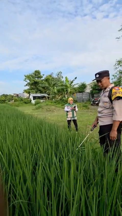 Bhabinkamtibmas Bersama 3 Pilar dan PPL Berikan Penyuluhan Peningkatan Kualitas Hasil Tanam di Kelurahan Ploso