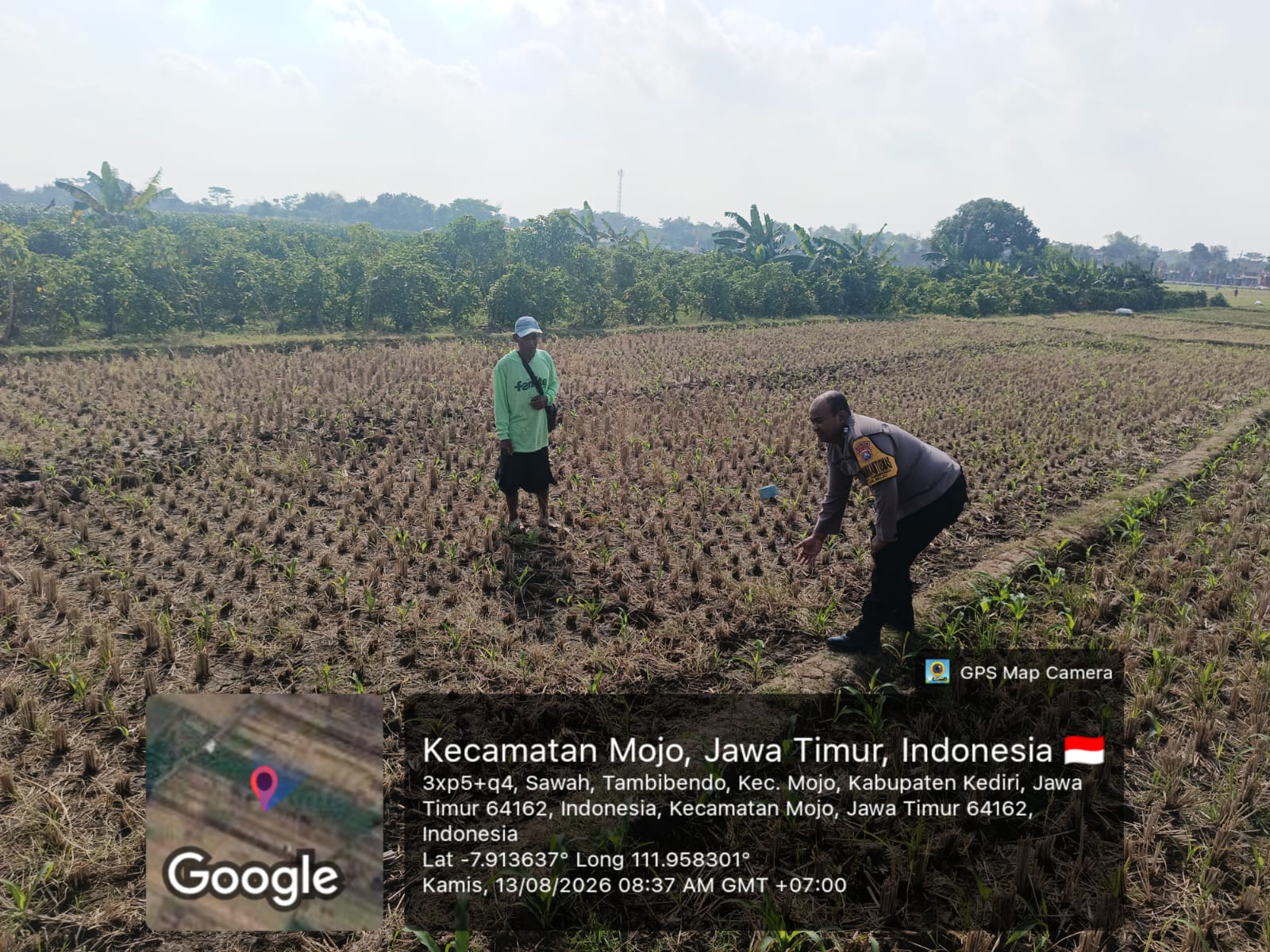 Bhabinkamtibmas Tambibendo Turun ke Sawah, Dukung Warga Perkuat Ketahanan Pangan Lewat Tanaman Jagung