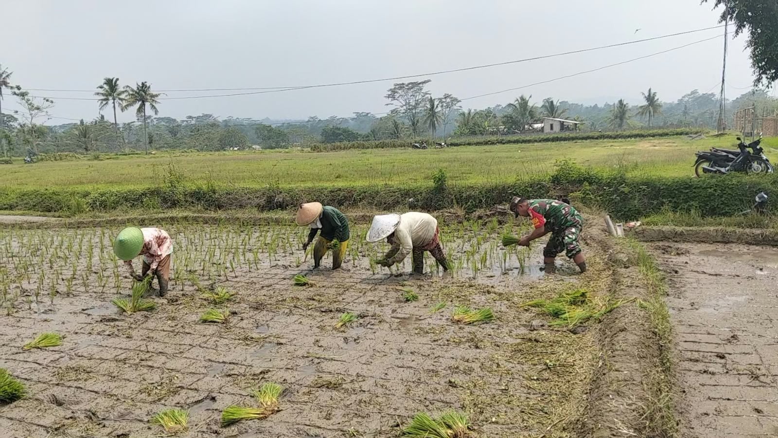 Dukung Ketahanan Pangan, Serka Abdul Salam Turun ke Sawah Bantu Petani Tanam Padi Di Ngadirenggo
