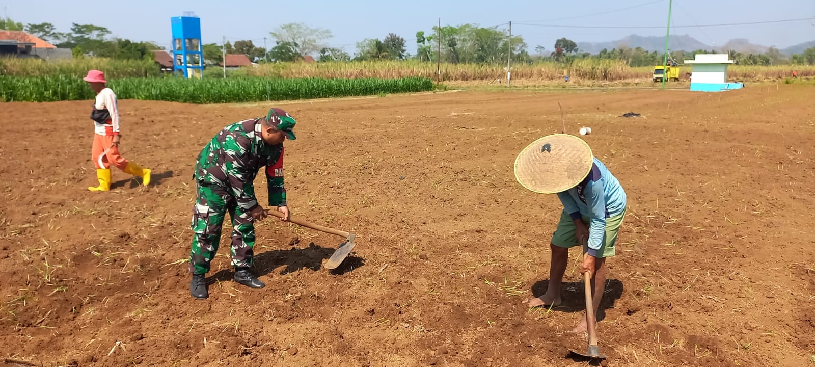 Dukung Ketahanan Pangan Nasional, Babinsa Selorejo Dampingi Petani Siapkan Lahan Tanam Jagung di Desa Boro