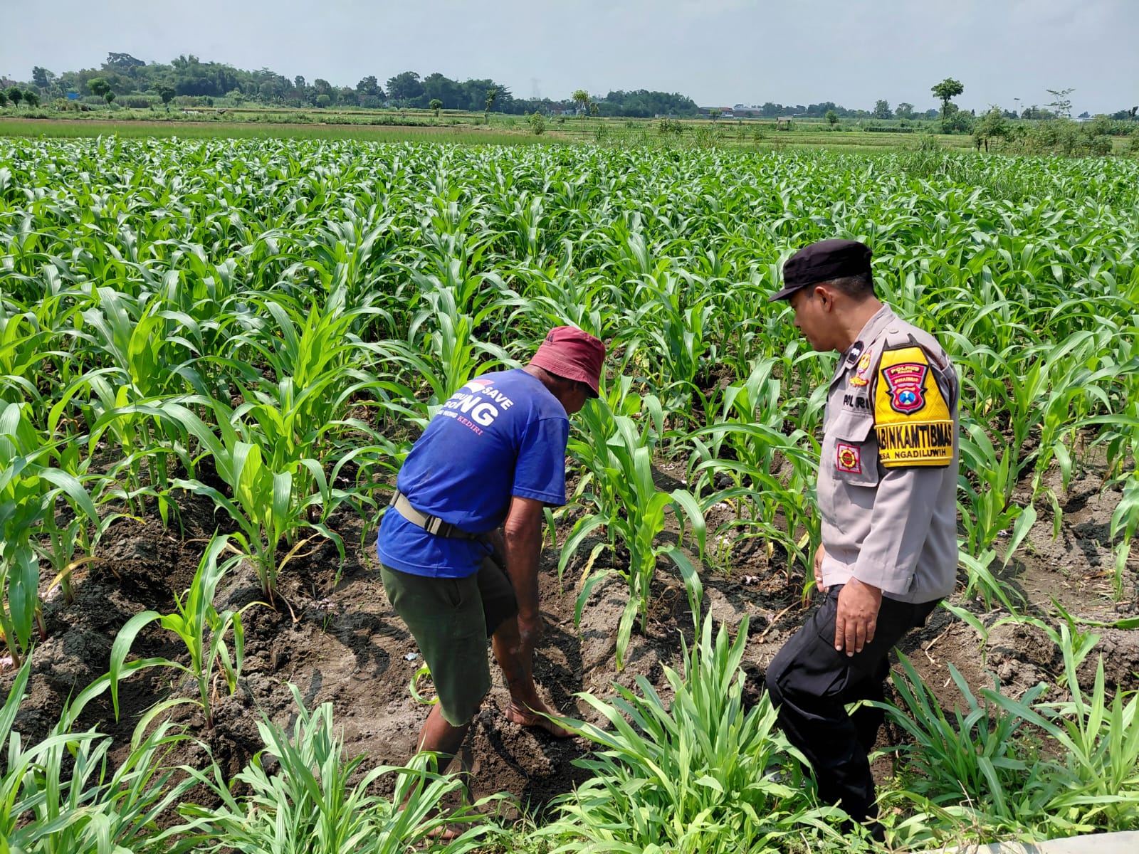 Dukung program Ketahanan Pangan, Polsek Ngadiluwih Dampingi dan Edukasi Hama ke Kelompok Tani