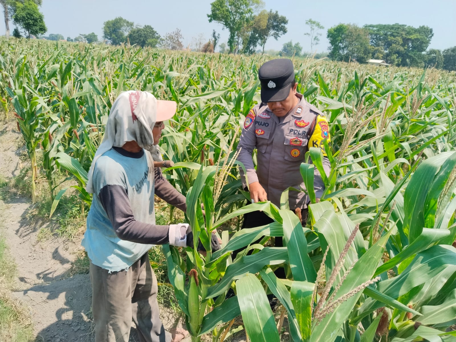 Polsek Pagu Dampingi Petani Jagung, Bahas Hama dan Gulma