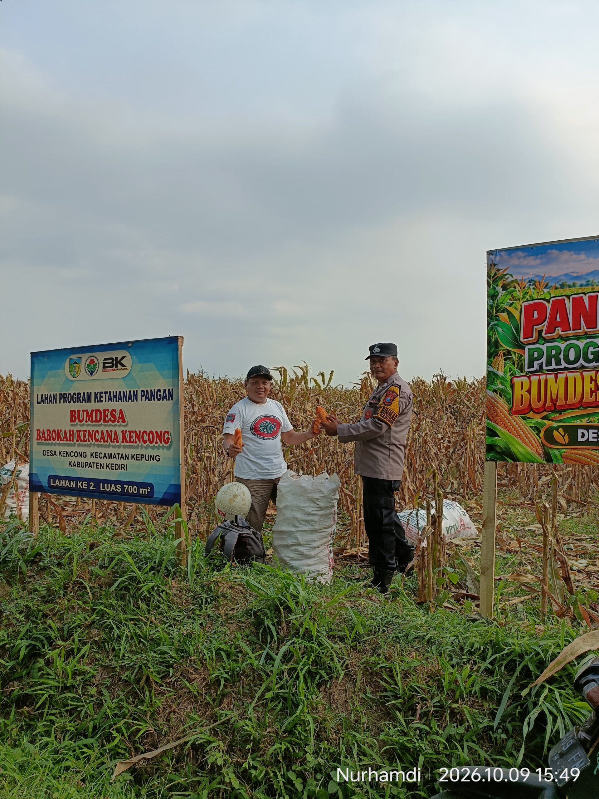 Panen Jagung BUMDes Kencong, Polsek Kepung Soroti Potensi Ekonomi Desa
